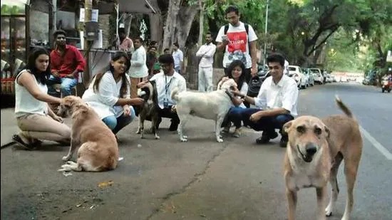 Love Animal